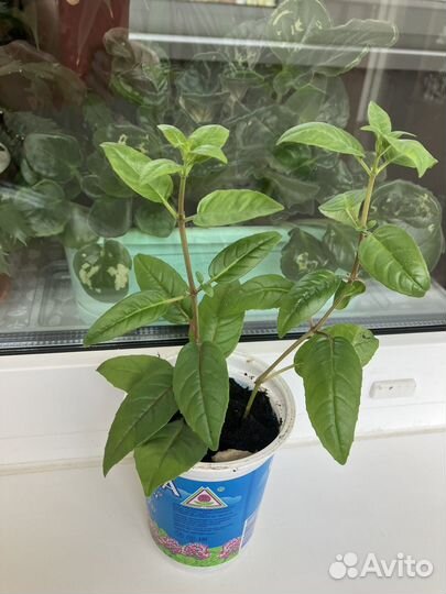 Фуксия Балерина,укорененные черенки