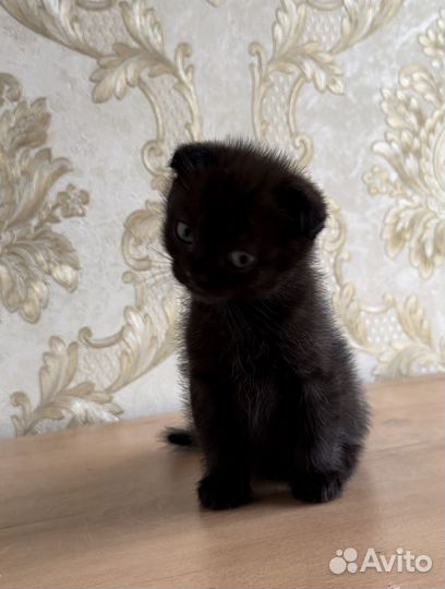 Котик вислоухий