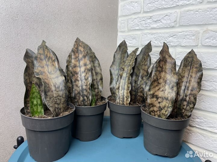 Сансевиерия леавес броун комнатные цветы