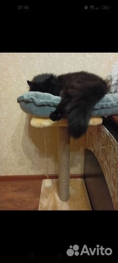 Лежанка для животных