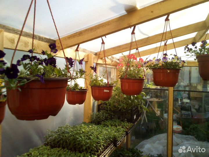 Подвесные кашпо, Осмокот