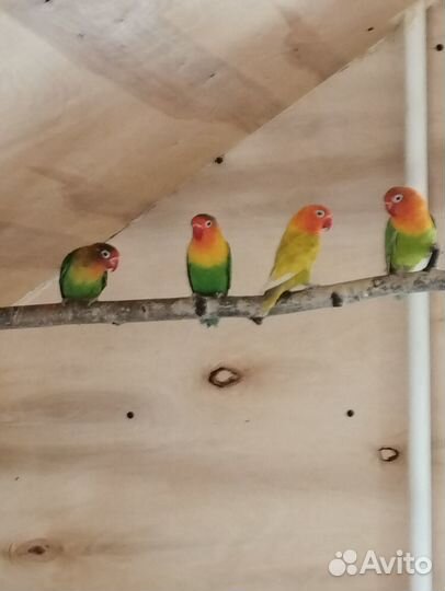 Неразлучники фишера