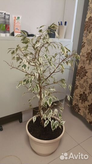 Фикус бенджамина пестролистный