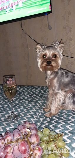 Йокширский терьер вязка кобель