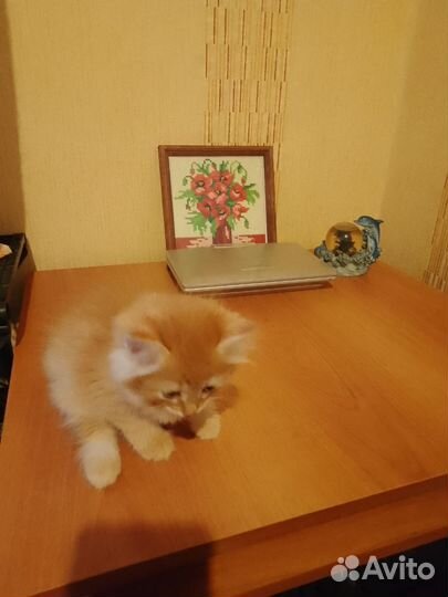 Кошки в добрые руки бесплатно