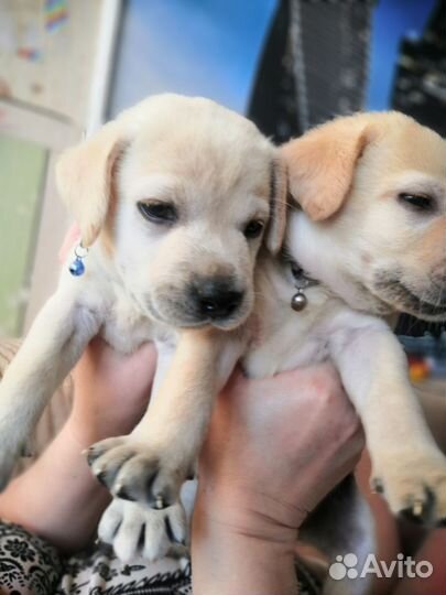 Лабрадор ретривер щенки