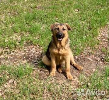 Жить или усыпят