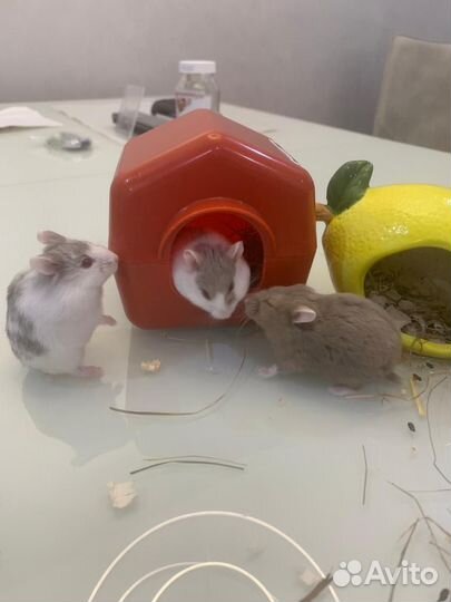 Хомяк кэмпбелла