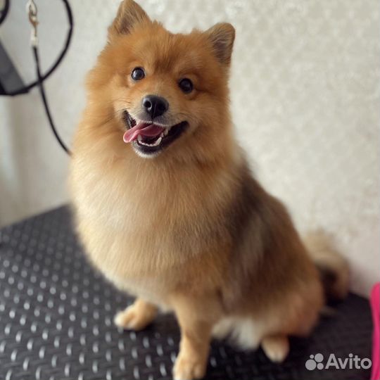 Стрижка собак и кошек