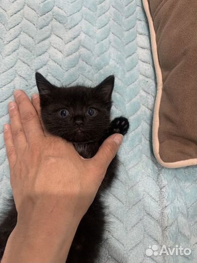 Кошка котенок черная