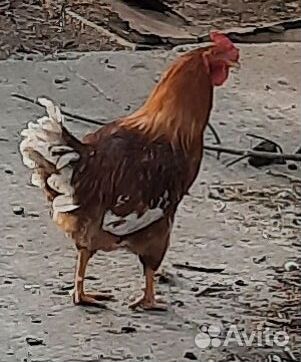 Проается петух