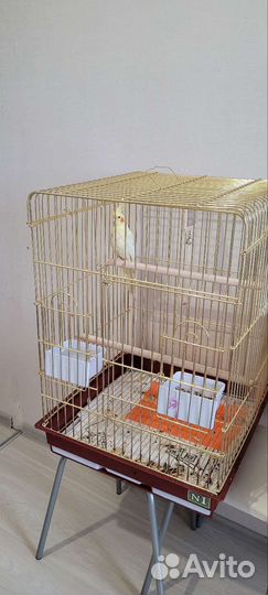 Попугай корелла с клеткой