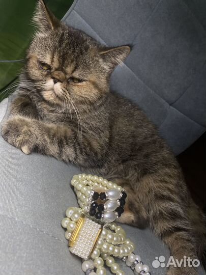 Кошки в добрые руки