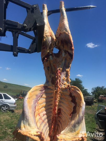 Закупаем быков больших от 500кг и выше