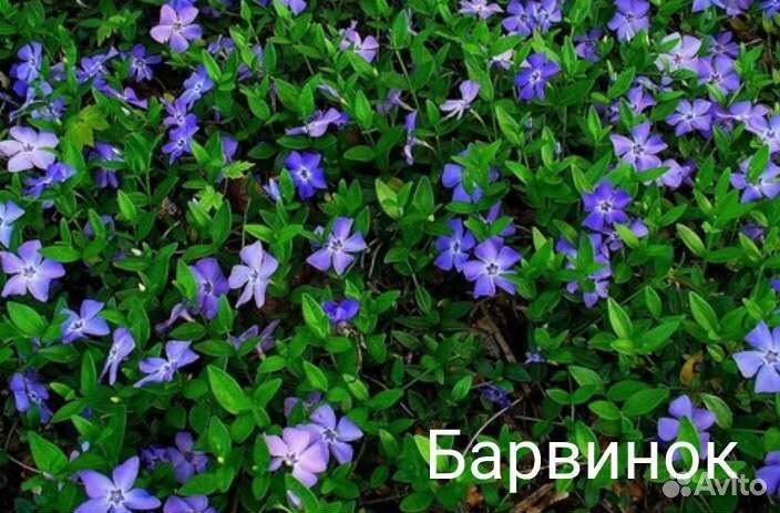 Цветы для сада