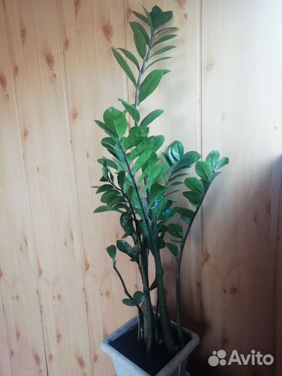 Замиокулькас/Долларовое дерево