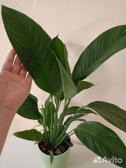 Спатифиллум