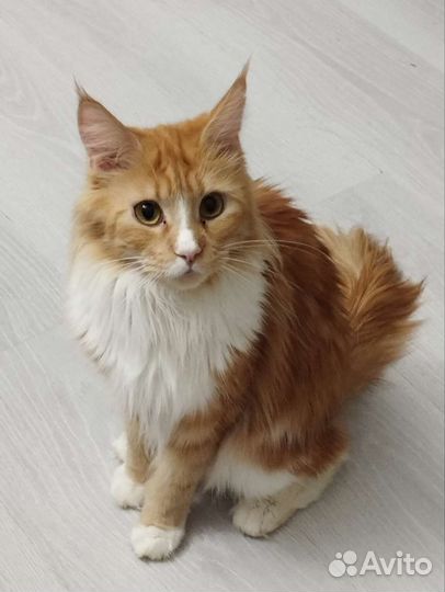 Котята Мейн-кун