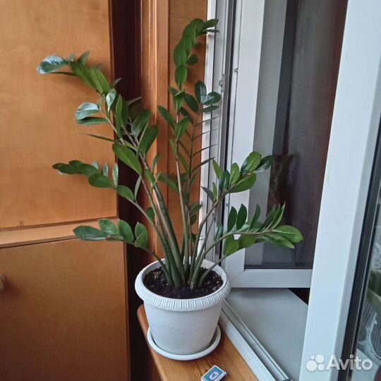 Замиокулькас