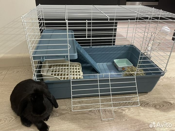 Вислоухий кролик с клеткой