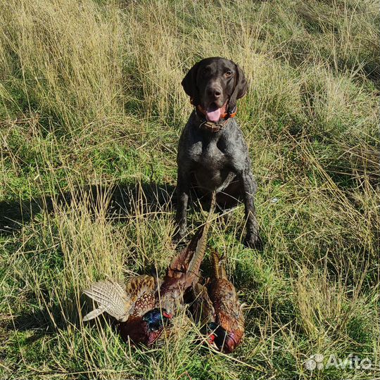 Дрессировка Собак окд, зкс, угс. Натаска Легавых