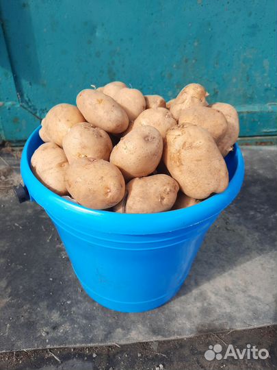 Продам картофель
