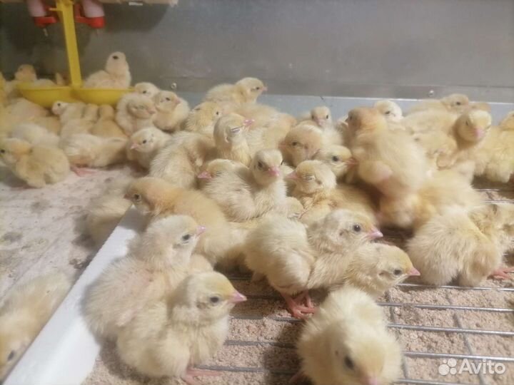 Перепела суточные, инкубационное яйцо