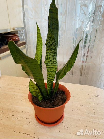 Сансевиерия(щучий хвост)