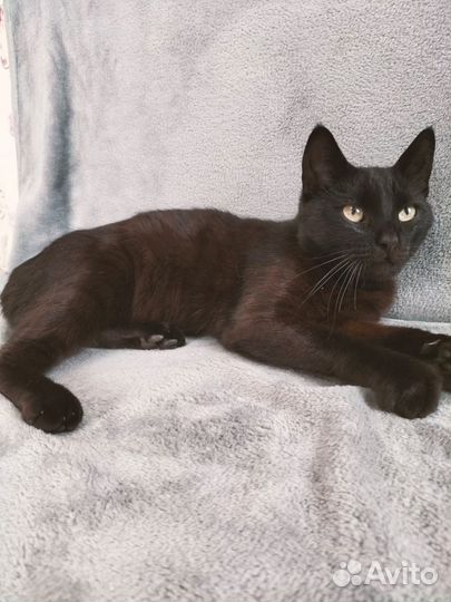 Котик в добрые руки
