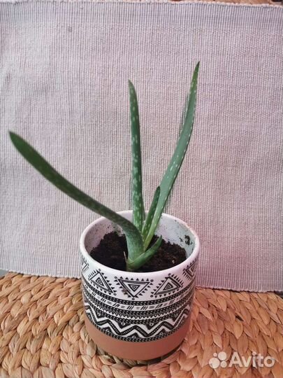 Алоэ вера подрощенные