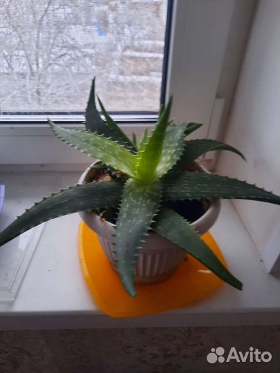 Алоэ (столетник)