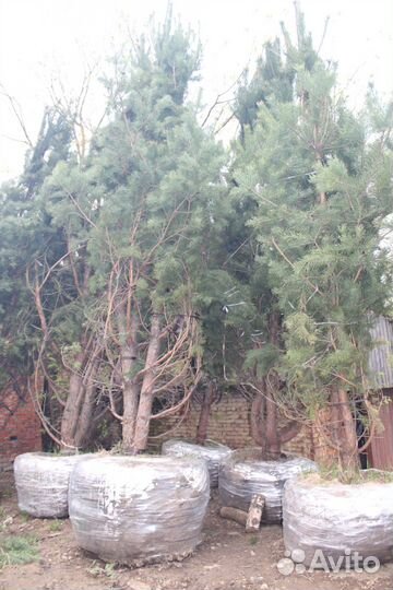 Сосна обыкновенная 3 метра