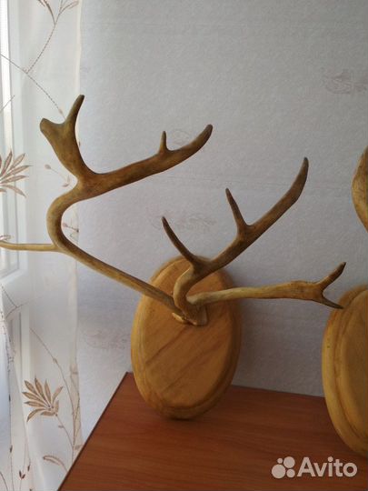 Рога оленя