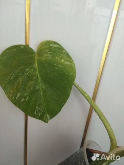 Монстера Альба