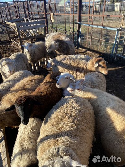 Продаю барашек