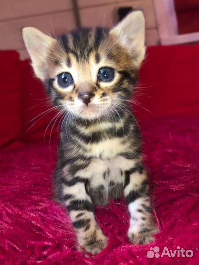 Малыши с рисунком леопарда