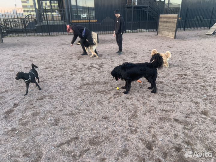 Кинолог зоопсихолог с выездом