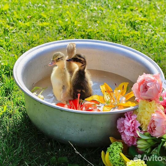 Утята индийский бегунок(пингвины)