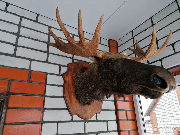 Чучело головы лося