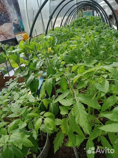 Рассада помидор