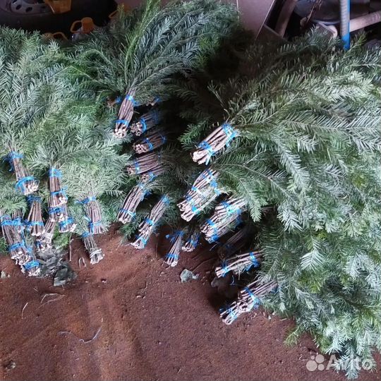 Веники пихтовые от производителя