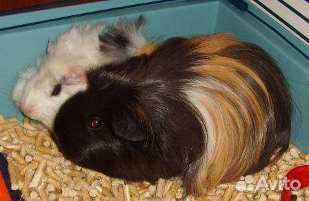 Передержка животных