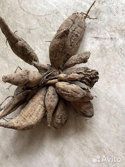 Георгины клубни Арлекин