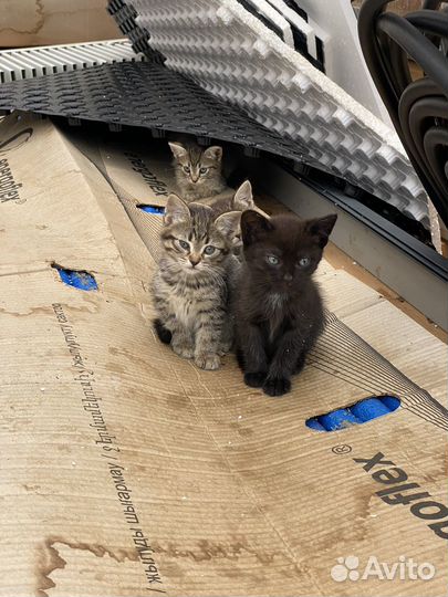 Котята в добрые руки