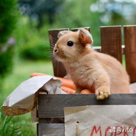 Мини карликовые кролики от Оли
