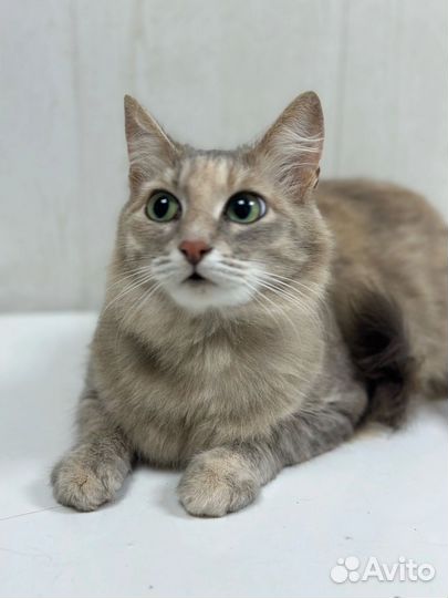 Кошечка в добрые руки