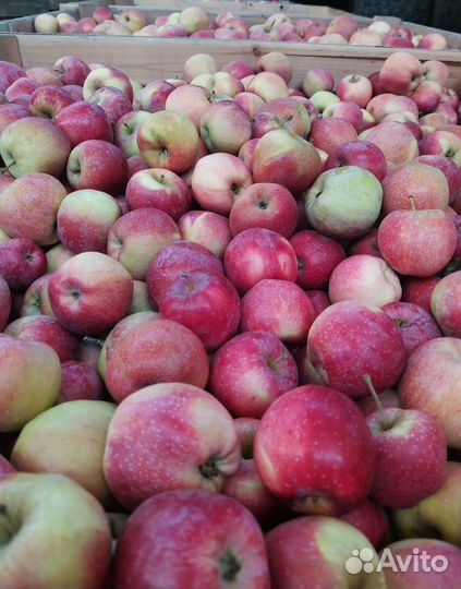 Яблоки оптом и в розницу