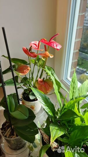 Антуриум розовый, спатифилум