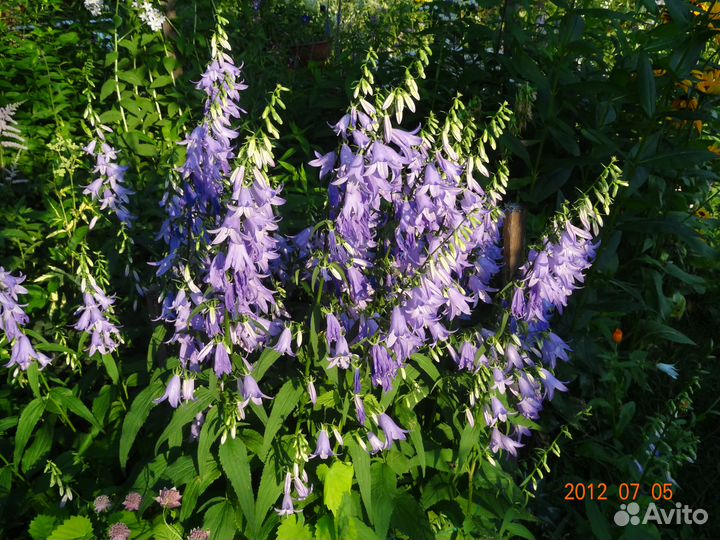 Садовые многолетние цветы