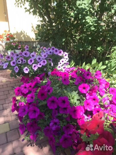 Петуния для больших горшков